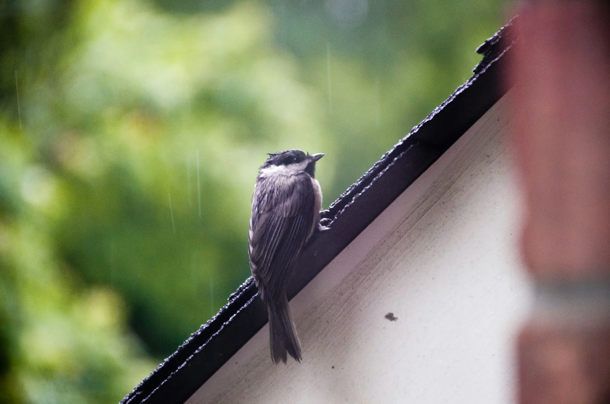 Small bird clinging to the edge of a roof